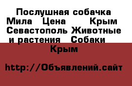 Послушная собачка Мила › Цена ­ 1 - Крым, Севастополь Животные и растения » Собаки   . Крым